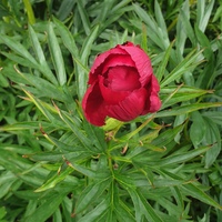 Paeonia tenuifolia 'Merry Mayshine'
